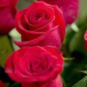 Meet your Posher, Rose